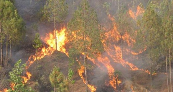 Forest conservation public awareness week concludes