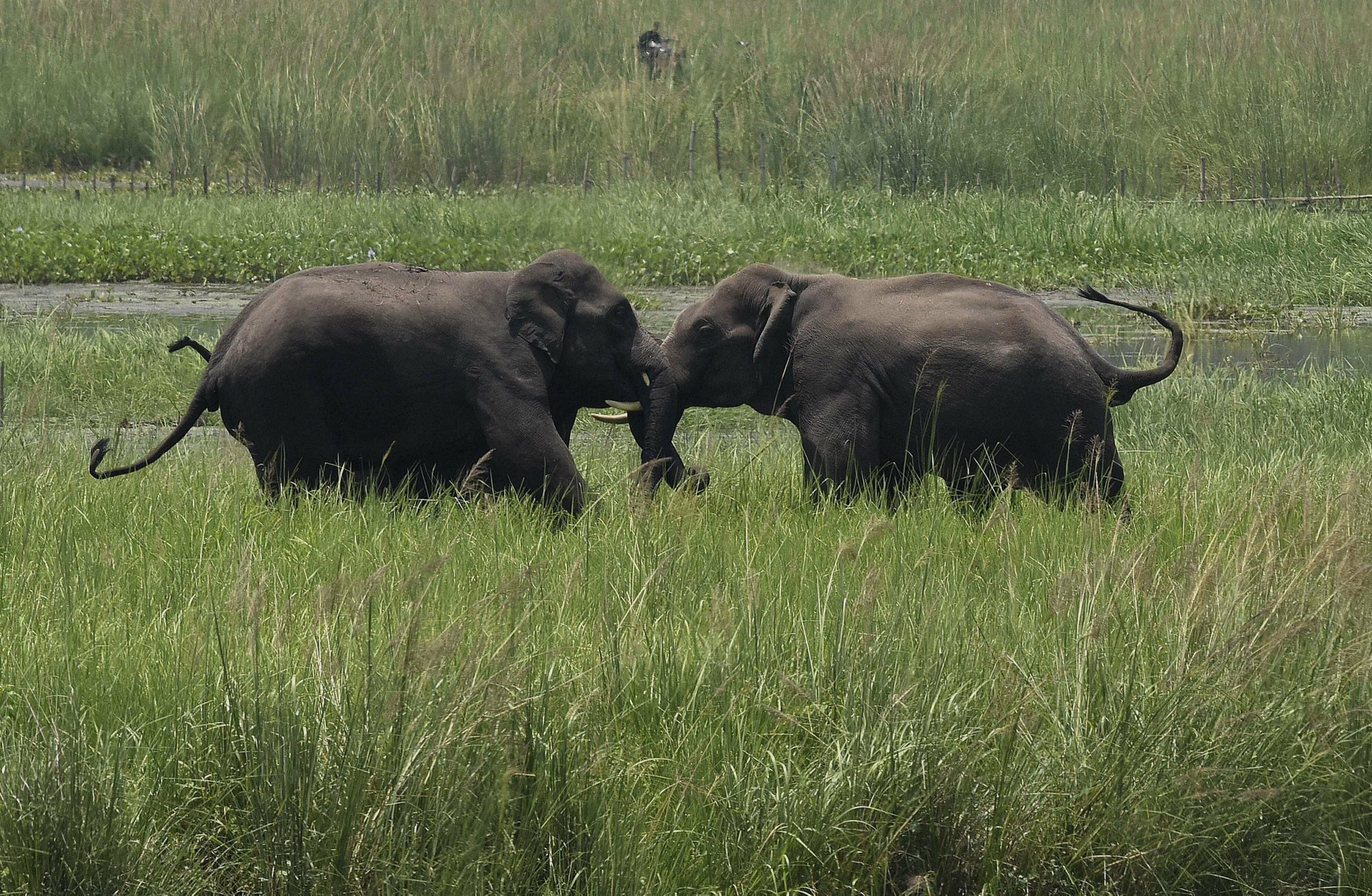 Humans 'threaten 1m species with extinction'